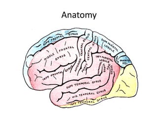 Anatomy 
 