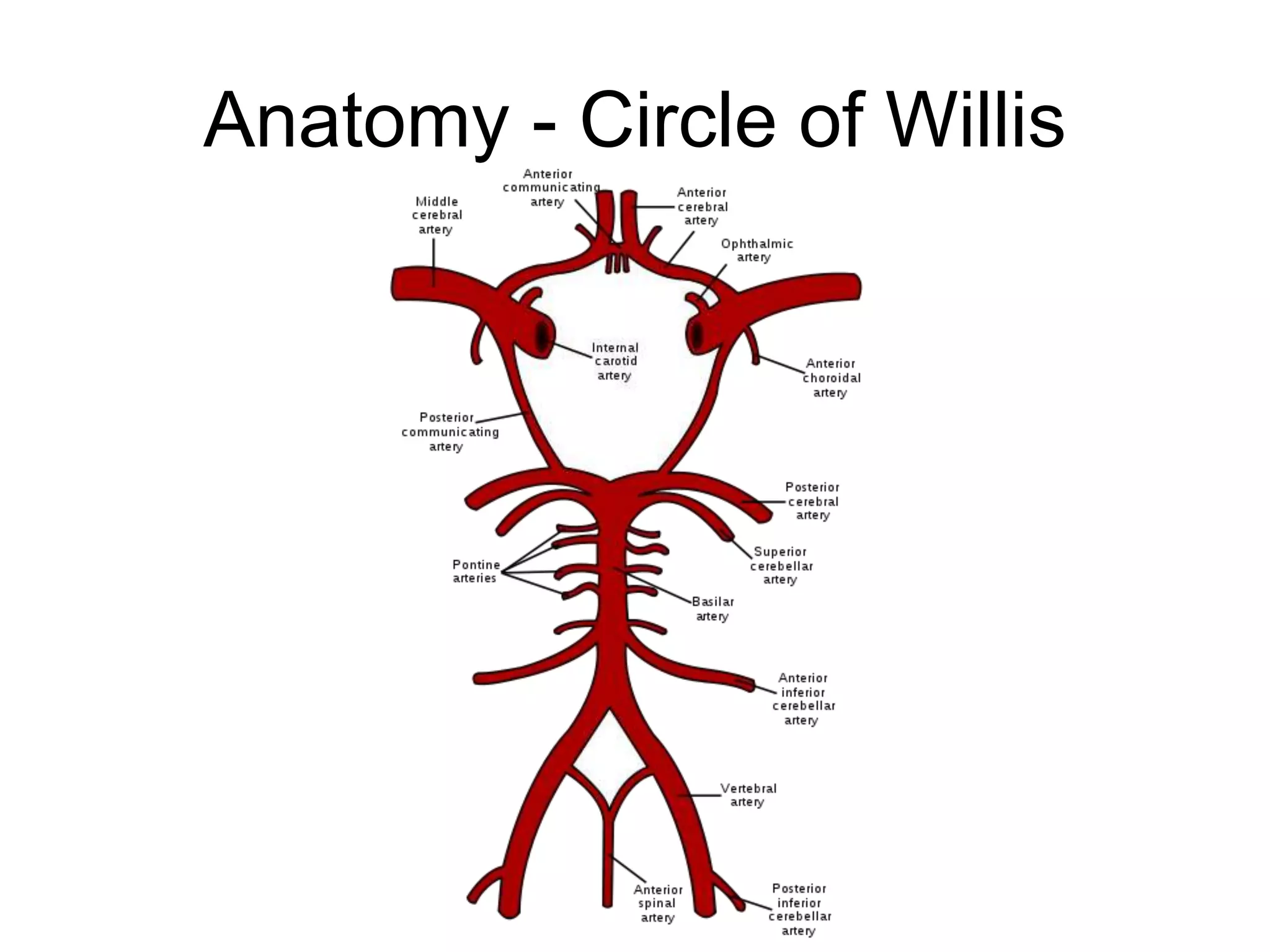 Anatomy - Circle of Willis
 