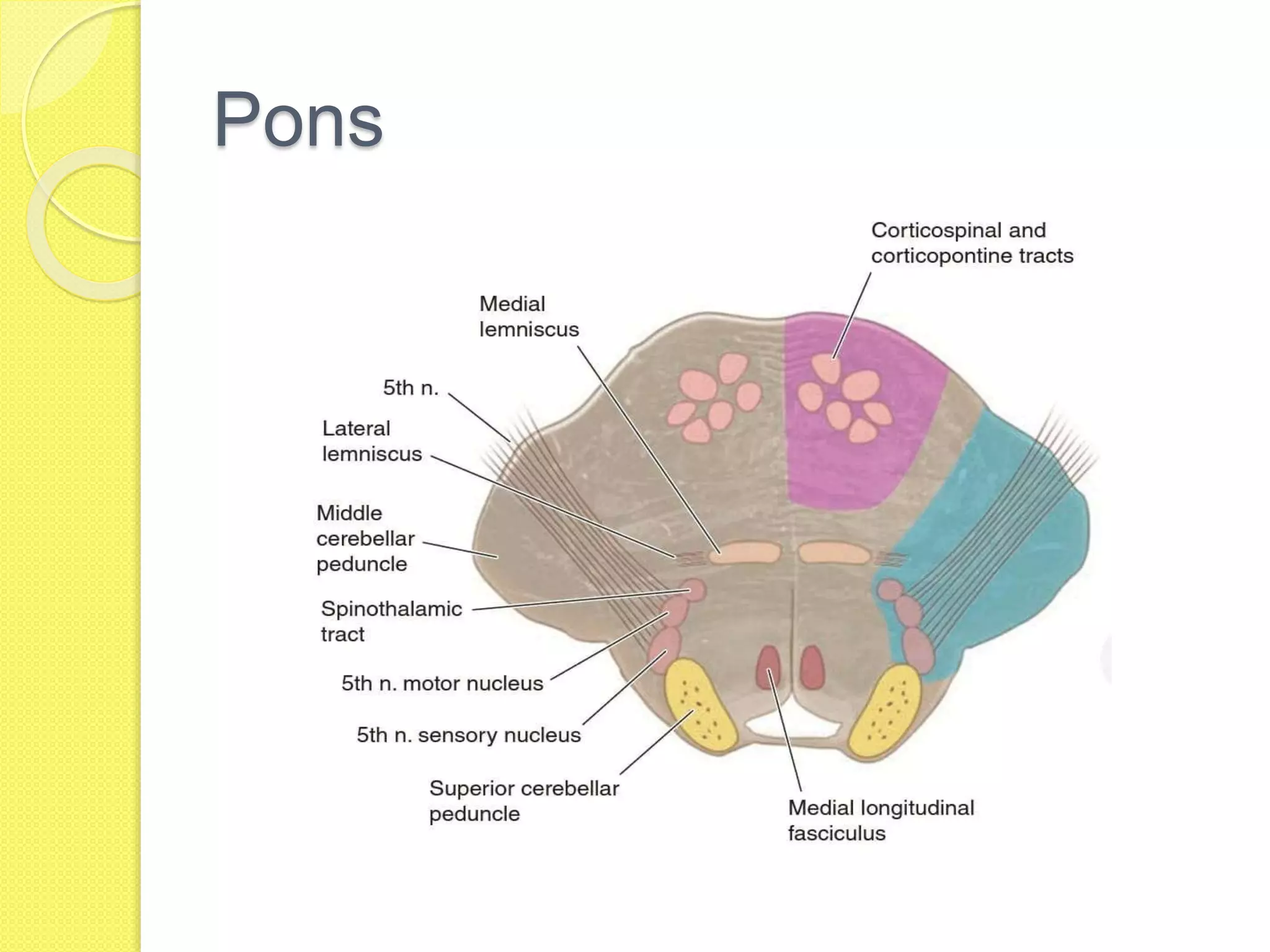 Stroke localization by Dr. Md. firoz | PPTX