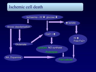 Ischemic cell death

                    Ischaemia - 02  glucose 

                                                         lactate
 Anoxic depolarisation


                                    Ca2+ i 
                                                                  Hi 
                                                                  Free Fe2+
        Glutamate
                             Lipolysis NO synthase
                                    Proteolysis

NA, Dopamine
                                                  Free radicals
 