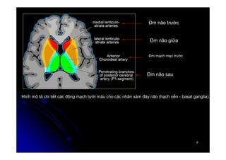 6
6
Hình mô tả chi tiết các động mạch tưới máu cho các nhân xám đáy não (hạch nền - basal ganglia).
Đm não trước
Đm não giữa
Đm mạch mạc trước
Đm não sau
 