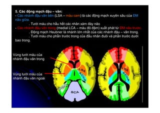 7
7
5. Các động mạch đậu – vân:
- Các nhánh đậu vân bên (LSA – màu cam) là các động mạch xuyên sâu của ĐM
não giữa.
. Tưới máu cho hầu hết các nhân xám đáy não
- Các nhánh đậu vân trong (medial LCA – màu đỏ đậm) xuất phát từ ĐM não trước.
. Động mạch Heubner là nhánh lớn nhất của các nhánh đậu – vân trong.
. Tưới máu cho phần trước trong của đầu nhân đuôi và phần trước dưới
bao trong.
Vùng tưới máu của
nhánh đậu vân ngoài
Vùng tưới máu của
nhánh đậu vân trong
 