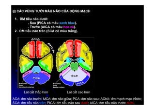 8
8
@ CÁC VÙNG TƯỚI MÁU NÃO CỦA ĐỘNG MẠCH
1. ĐM tiểu não dưới:
. Sau (PICA có màu xanh blue).
. Trước (AICA có màu hoa cà).
2. ĐM tiểu não trên (SCA có màu trắng).
Lát cắt thấp hơn Lát cắt cao hơn
ACA: đm não trước; MCA: đm não giữa; PCA: đm não sau; AChA: đm mạch mạc trước;
SCA: đm tiểu não trên; PICA: đm tiểu não sau dưới; AICA: đm tiểu não trước dưới.
 