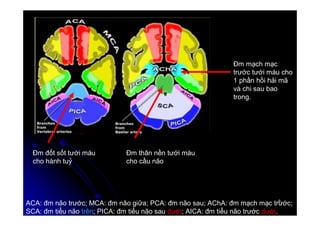 9
9
Đm đốt sốt tưới máu
cho hành tuỷ
Đm thân nền tưới máu
cho cầu não
Đm mạch mạc
trước tưới máu cho
1 phần hồi hải mã
và chi sau bao
trong.
ACA: đm não trước; MCA: đm não giữa; PCA: đm não sau; AChA: đm mạch mạc trước;
SCA: đm tiểu não trên; PICA: đm tiểu não sau dưới; AICA: đm tiểu não trước dưới.
 