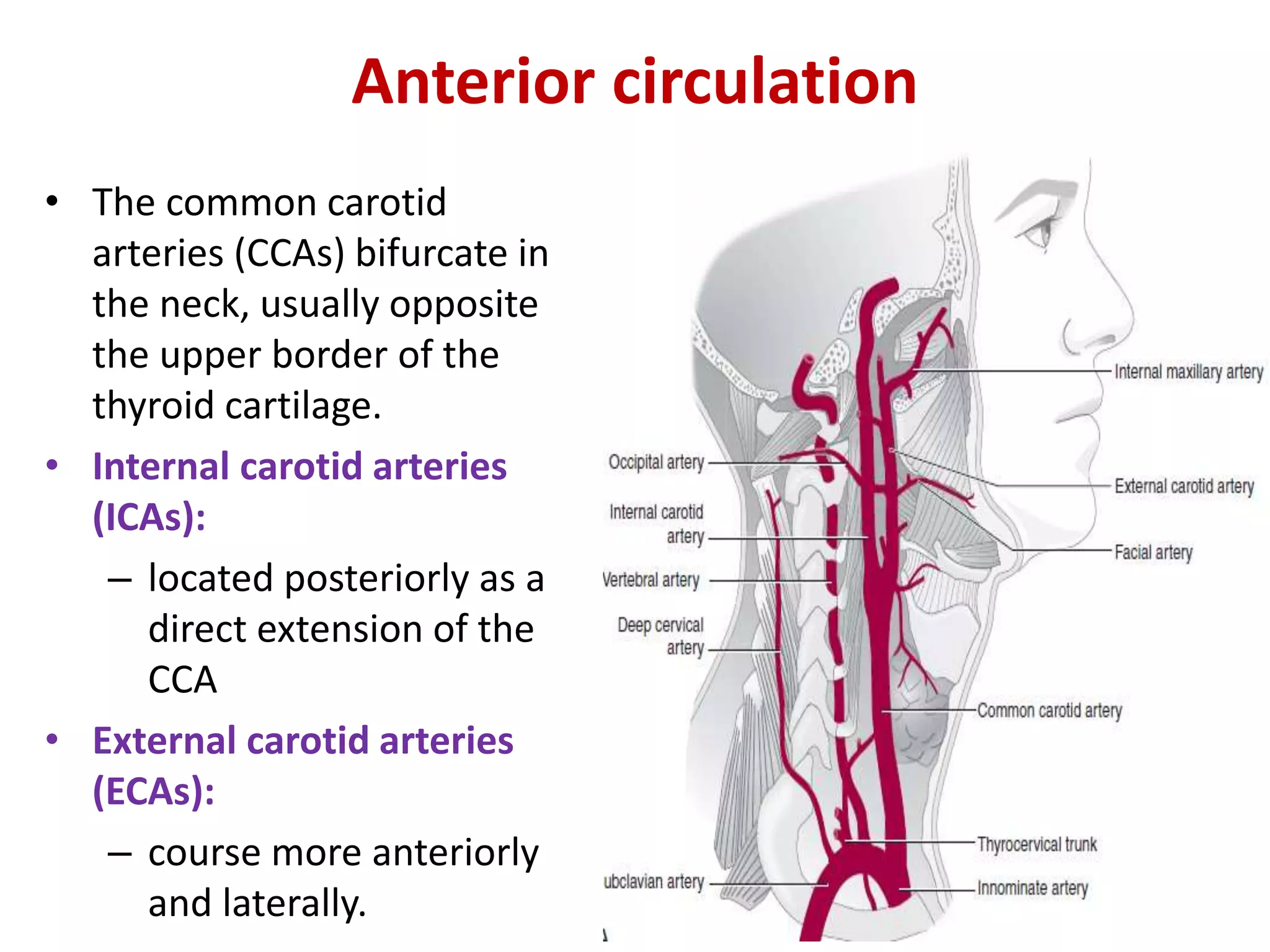 Anterior circulation
• The common carotid
arteries (CCAs) bifurcate in
the neck, usually opposite
the upper border of the
thyroid cartilage.
• Internal carotid arteries
(ICAs):
– located posteriorly as a
direct extension of the
CCA
• External carotid arteries
(ECAs):
– course more anteriorly
and laterally.
 