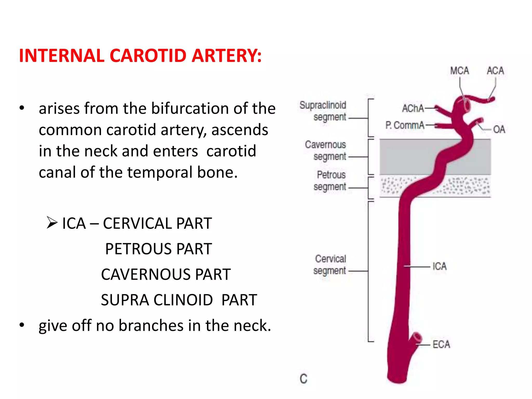 INTERNAL CAROTID ARTERY:
• arises from the bifurcation of the
common carotid artery, ascends
in the neck and enters carotid
canal of the temporal bone.
ICA – CERVICAL PART
PETROUS PART
CAVERNOUS PART
SUPRA CLINOID PART
• give off no branches in the neck.
 