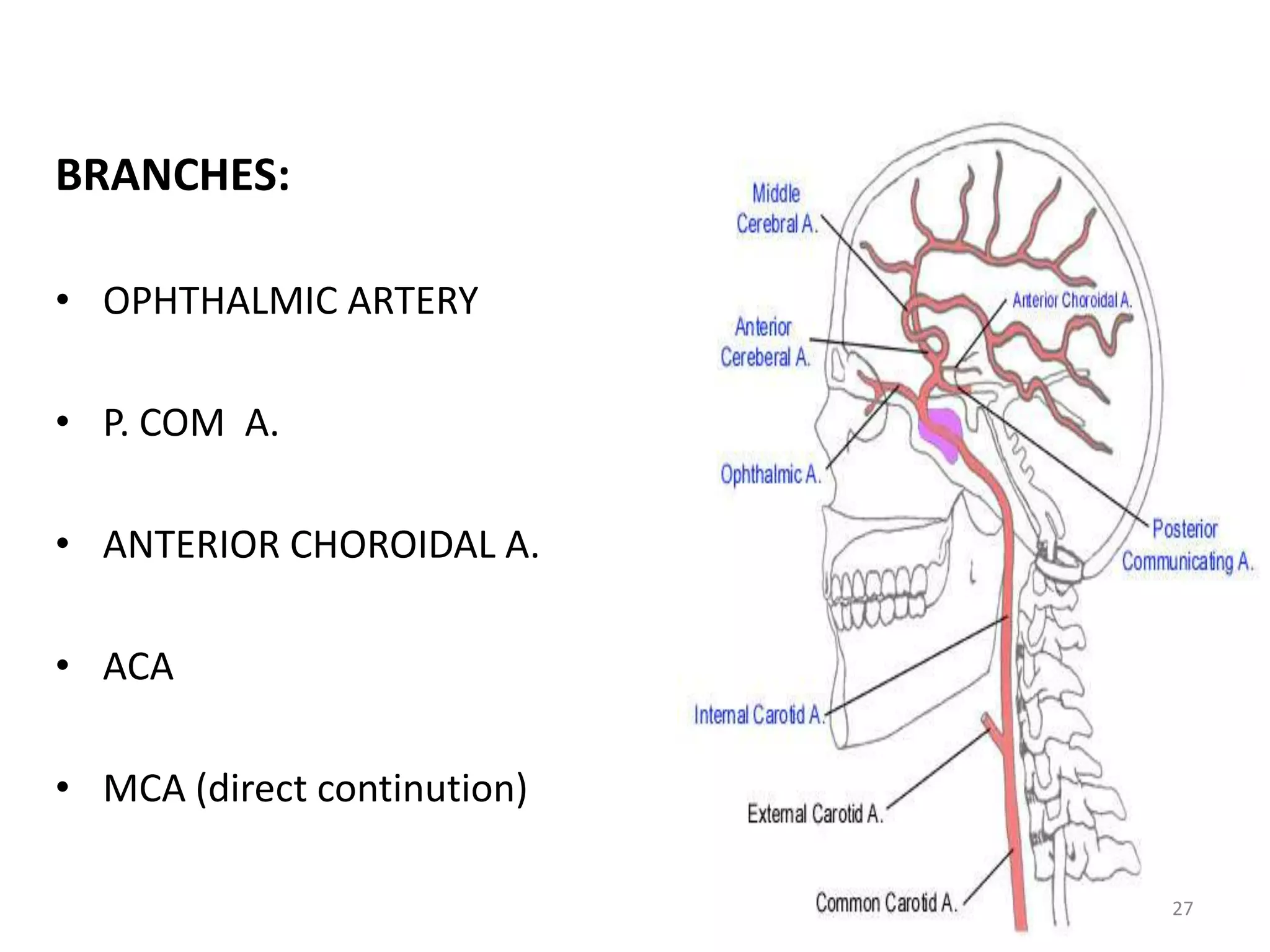 BRANCHES:
• OPHTHALMIC ARTERY
• P. COM A.
• ANTERIOR CHOROIDAL A.
• ACA
• MCA (direct continution)
27
 
