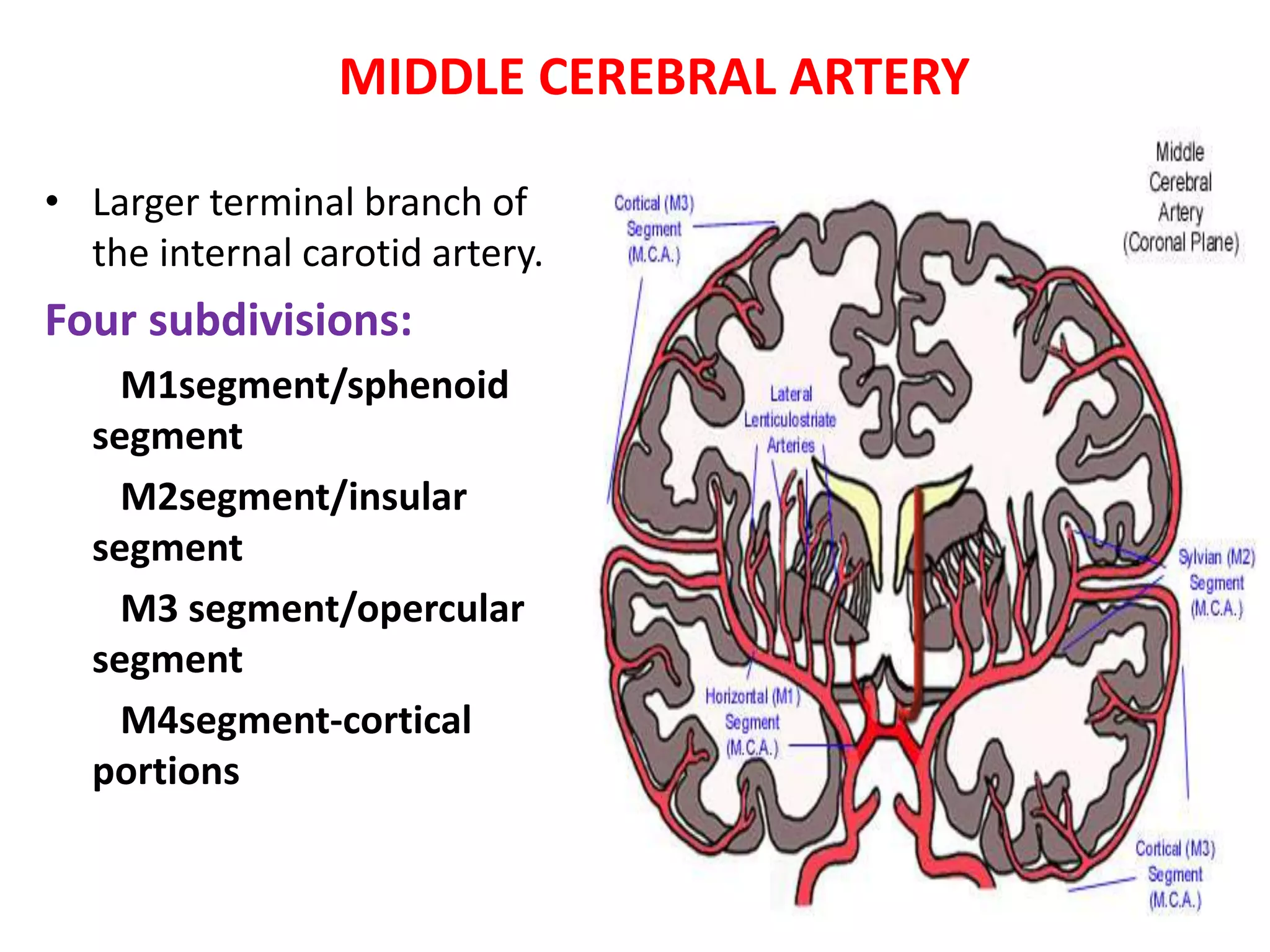 MIDDLE CEREBRAL ARTERY
• Larger terminal branch of
the internal carotid artery.
Four subdivisions:
M1segment/sphenoid
segment
M2segment/insular
segment
M3 segment/opercular
segment
M4segment-cortical
portions
 