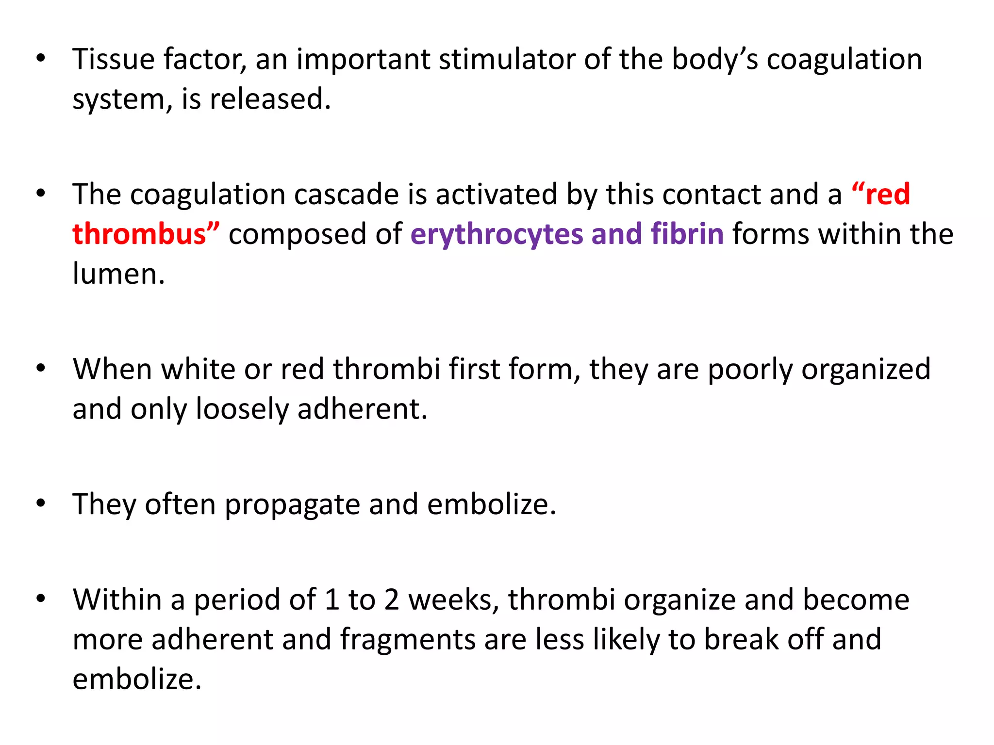 • Tissue factor, an important stimulator of the body’s coagulation
system, is released.
• The coagulation cascade is activated by this contact and a “red
thrombus” composed of erythrocytes and fibrin forms within the
lumen.
• When white or red thrombi first form, they are poorly organized
and only loosely adherent.
• They often propagate and embolize.
• Within a period of 1 to 2 weeks, thrombi organize and become
more adherent and fragments are less likely to break off and
embolize.
 