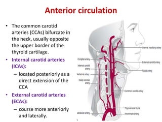 Anterior circulation
• The common carotid
arteries (CCAs) bifurcate in
the neck, usually opposite
the upper border of the
thyroid cartilage.
• Internal carotid arteries
(ICAs):
– located posteriorly as a
direct extension of the
CCA
• External carotid arteries
(ECAs):
– course more anteriorly
and laterally.
 