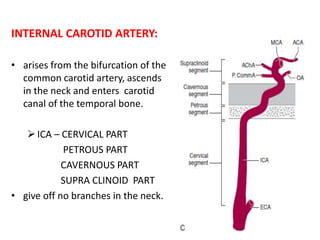 INTERNAL CAROTID ARTERY:
• arises from the bifurcation of the
common carotid artery, ascends
in the neck and enters carotid
canal of the temporal bone.
ICA – CERVICAL PART
PETROUS PART
CAVERNOUS PART
SUPRA CLINOID PART
• give off no branches in the neck.
 