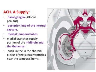 ACH. A Supply:
• basal ganglia ( Globus
paaidus)
• posterior limb of the internal
capsule,
• medial temporal lobes
• medial branches supply
portion of the midbrain and
the thalamus.
• ends in the in the choroid
plexus of the lateral ventricles
near the temporal horns.
 