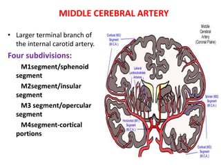 MIDDLE CEREBRAL ARTERY
• Larger terminal branch of
the internal carotid artery.
Four subdivisions:
M1segment/sphenoid
segment
M2segment/insular
segment
M3 segment/opercular
segment
M4segment-cortical
portions
 