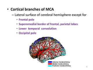 • Cortical branches of MCA
– Lateral surface of cerebral hemisphere except for
• Frontal pole
• Superomedial border of frontal, parietal lobes
• Lower temporal convolution
• Occipital pole
31
 