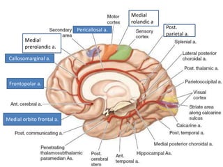 Medial orbito frontal a.
Frontopolar a.
Callosomarginal a.
Medial
prerolandic a.
Pericallosal a.
Medial
rolandic a.
Post.
parietal a.
 