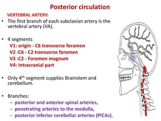 Posterior circulation
VERTEBRAL ARTERY:
• The first branch of each subclavian artery is the
vertebral artery (VA).
• 4 segments
V1: origin - C6 transverse foramen
V2 :C6 - C2 transverse foramen
V3 :C2 - Foramen magnum
V4: Intracranial part
• Only 4th segment supplies Brainstem and
cerebellum.
• Branches:
– posterior and anterior spinal arteries,
– penetrating arteries to the medulla,
– posterior inferior cerebellar arteries (PICAs).
 