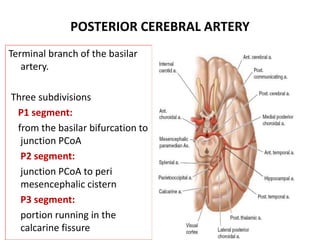 POSTERIOR CEREBRAL ARTERY
Terminal branch of the basilar
artery.
Three subdivisions
P1 segment:
from the basilar bifurcation to
junction PCoA
P2 segment:
junction PCoA to peri
mesencephalic cistern
P3 segment:
portion running in the
calcarine fissure
 