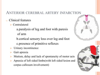 ANTERIOR CEREBRAL ARTERY INFARCTION
o Clinical features
 Contralateral
a.paralysis of leg and foot with paresis
of arm
b.cortical sensory loss over leg and foot
c.presence of primitive reflexes
 Urinary incontinence
 Gait apraxia
 Mutism, delay and lack of spontaneity of motor acts
 Apraxia of left sided limbs(with left sided lesion and
corpus callosum involvement)
 