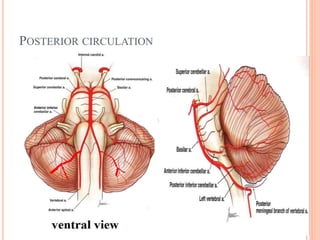 POSTERIOR CIRCULATION
 