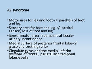 A2 syndrome
•Motor area for leg and foot-c/l paralysis of foot
and leg
•Sensory area for foot and leg-c/l cortical
sensory loss of foot and leg
•Sensorimotor area in paracentral lobule-
urinary incontinence
•Medial surface of posterior frontal lobe-c/l
grasp and suckling reflex
•Cingulate gyrus and the medial inferior
portions of frontal, parietal and temporal
lobes-abulia
 