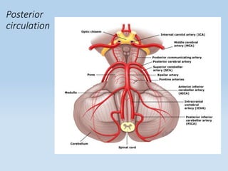 Posterior
circulation
 