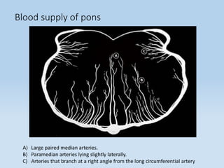 Blood supply of pons
A) Large paired median arteries.
B) Paramedian arteries lying slightly laterally.
C) Arteries that branch at a right angle from the long circumferential artery
 