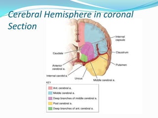 Cerebral Hemisphere in coronal
Section
 