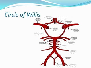Circle of Willis
 