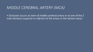 MIDDLE CEREBRAL ARTERY (MCA)
• Occlusion occurs at stem of middle cerebral artery or at one of the 2
main divisions (superior or inferior) of the artery in the Sylvian sulcus
 