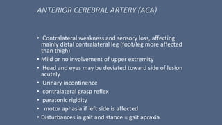 ANTERIOR CEREBRAL ARTERY (ACA)
• Contralateral weakness and sensory loss, affecting
mainly distal contralateral leg (foot/leg more affected
than thigh)
• Mild or no involvement of upper extremity
• Head and eyes may be deviated toward side of lesion
acutely
• Urinary incontinence
• contralateral grasp reflex
• paratonic rigidity
• motor aphasia if left side is affected
• Disturbances in gait and stance = gait apraxia
 