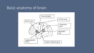 Basic anatomy of brain
 