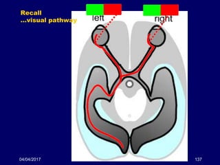 04/04/2017 137
Recall
…visual pathway
 