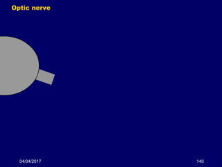 04/04/2017 140
Optic nerve
 