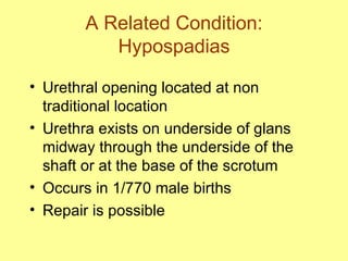 A Related Condition: Hypospadias Urethral opening located at non traditional location Urethra exists on underside of glans midway through the underside of the shaft or at the base of the scrotum Occurs in 1/770 male births Repair is possible 