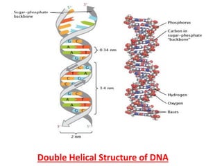 Double Helical Structure of DNA
 