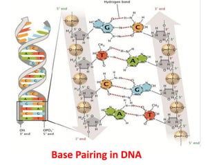 Base Pairing in DNA
 
