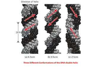 Three Different Conformations of the DNA double helix
 