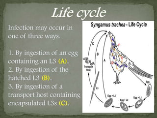 Intermediate or paratenichosts include earthworms, snails, (Planorbariuscorneus, Bithynia tentaculata), or slugs, where it encysted.Life cycleHas preparasitic and parasitic phases