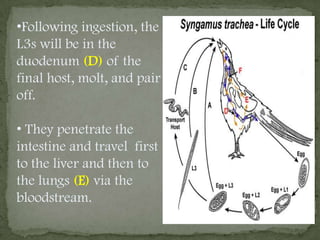  In preparasitic phase, L3s develop inside the eggs at which time they may hatch. 