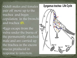 The parasitic phase involves substantial migration in the definitive host to reach the predilection site.Life cycleInfection may occur in one of three ways. 1. By ingestion of an egg containing an L3 (A).2. By ingestion of the hatched L3 (B). 3. By ingestion of a transport host containing encapsulated L3s (C).  