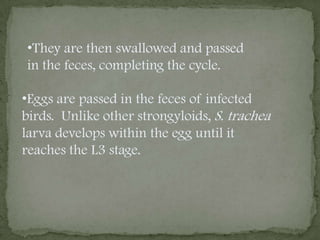 Following ingestion, the L3s will be in the duodenum (D) of the final host, molt, and pair off. 
