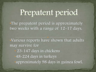  They penetrate the intestine and travel  first to the liver and then to the lungs (E) via the bloodstream.  Adult males and females pair off move up to the trachea  and begin copulation  in the bronchi and trachea (F).