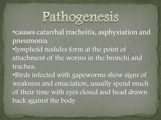 Eggs escape from the vulva under the bursa of the permanently attached male and are carried up the trachea in the excess mucus produced in response to infection. They are then swallowed and passed in the feces, completing the cycle.