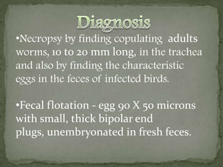 Various reports have shown that adults may survive for