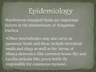  23-147 days in chickens