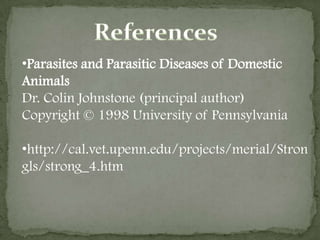 lymphoid nodules form at the point of attachment of the worms in the bronchi and trachea. 
