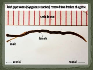 The resulting disease is known as gapeMorphologymales and females are joined together in a state of permanent copulation forming a Y shape 