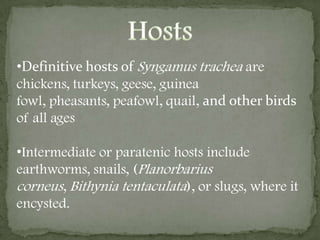  Operculated Egg, Thick-Shelled EggLength: 78-100  ; Width: 43-60