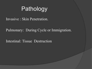 Pathology
Invasive : Skin Penetration.
Pulmonary: During Cycle or Immigration.
Intestinal: Tissue Destruction
 