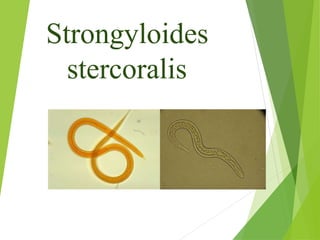 Strongyloides
stercoralis
 